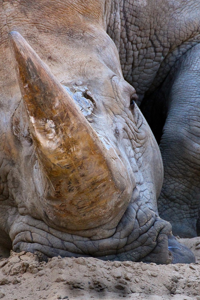 Большой носорог лежит на песке