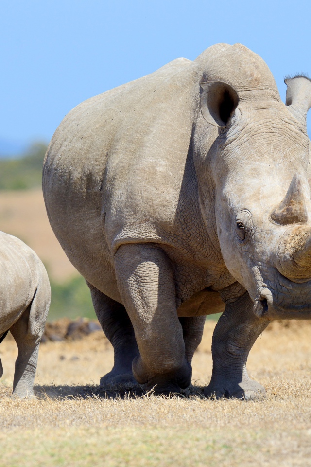 Большой носорог с детенышем идут по земле 