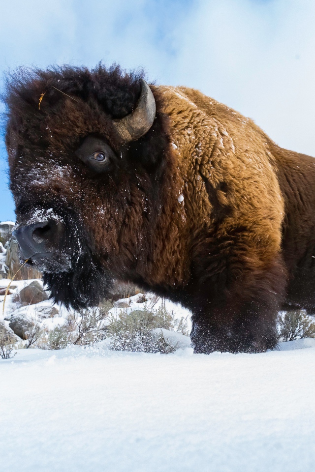 Большой сильный бизон стоит в снегу 