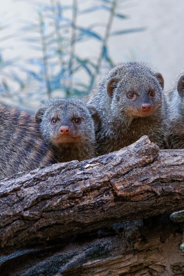Семейство мангустов на сухом дереве 