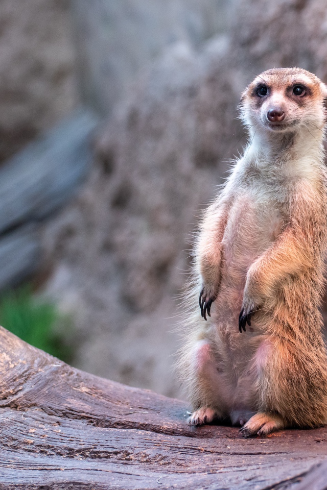 Забавный сурикат сидит на дереве 