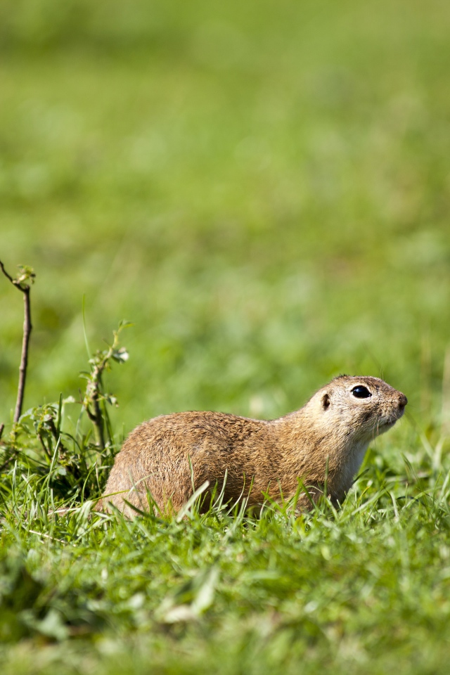 Суслик в зеленой траве 
