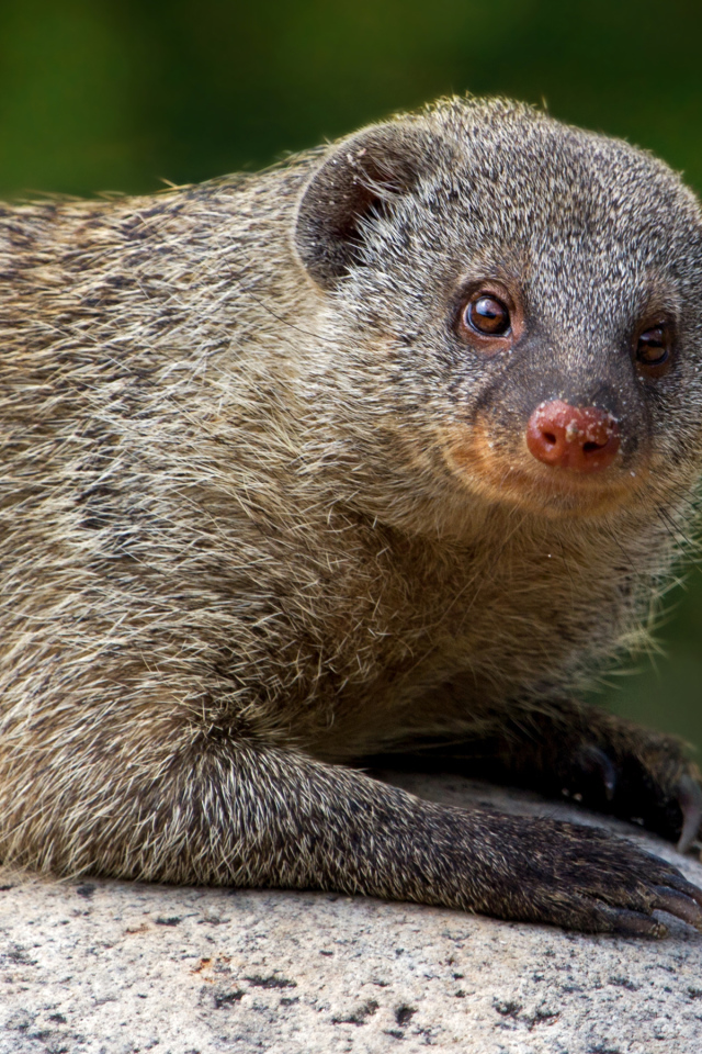 Серый мангуст лежит на камне 