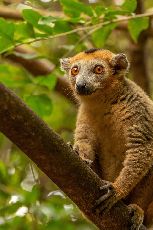 Лемур сидит на высокой ветке дерева 