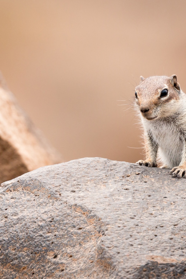 Маленький суслик сидит на камне 