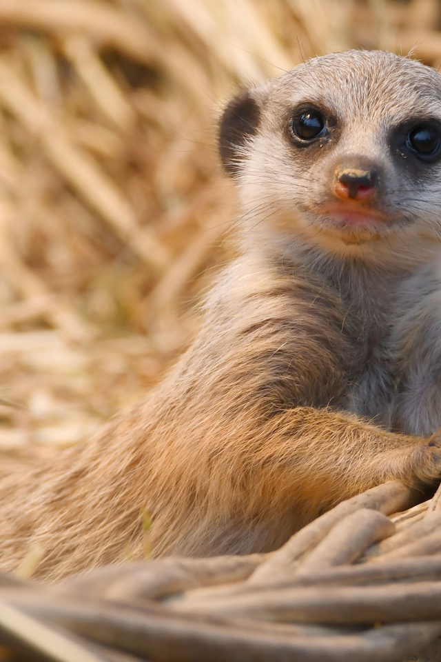 Маленький сурикат лежит в корзине