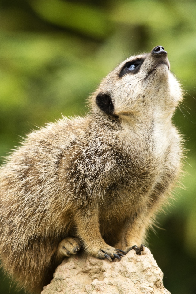 Маленький сурикат сидит на камне 