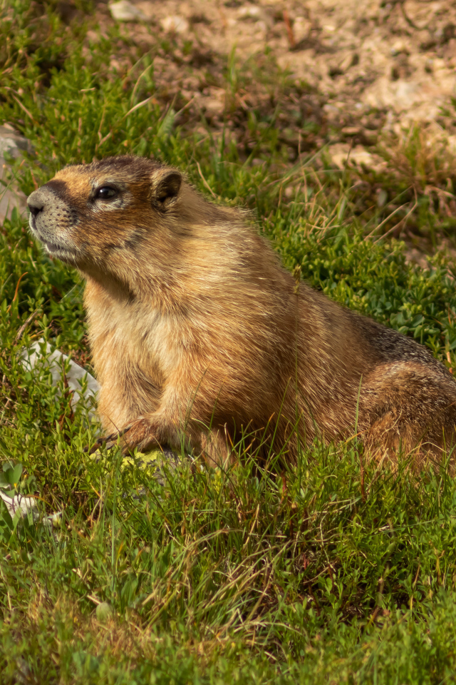 Сурок сидит на зеленой траве 