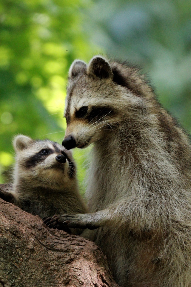 Мама енот с ребенком сидят на дереве