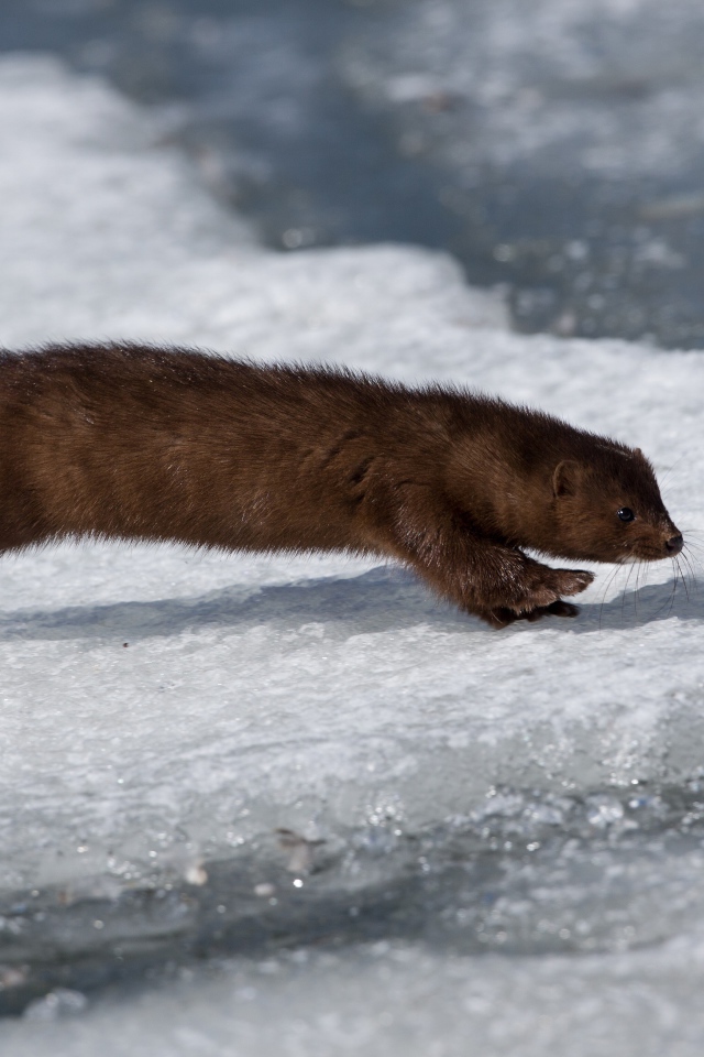 Хищная куница охотится на льду 