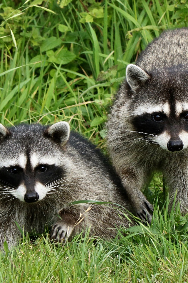 Два енота сидят в зеленой траве