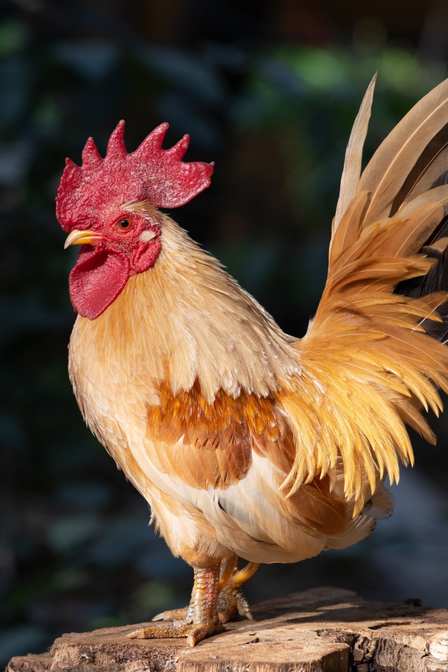 Красивый домашний петух стоит на пне в лучах солнца