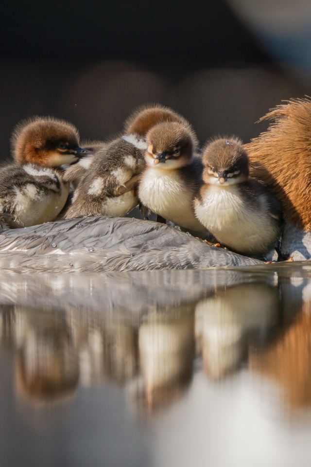 Утка с птенцами на спине плывет по воде