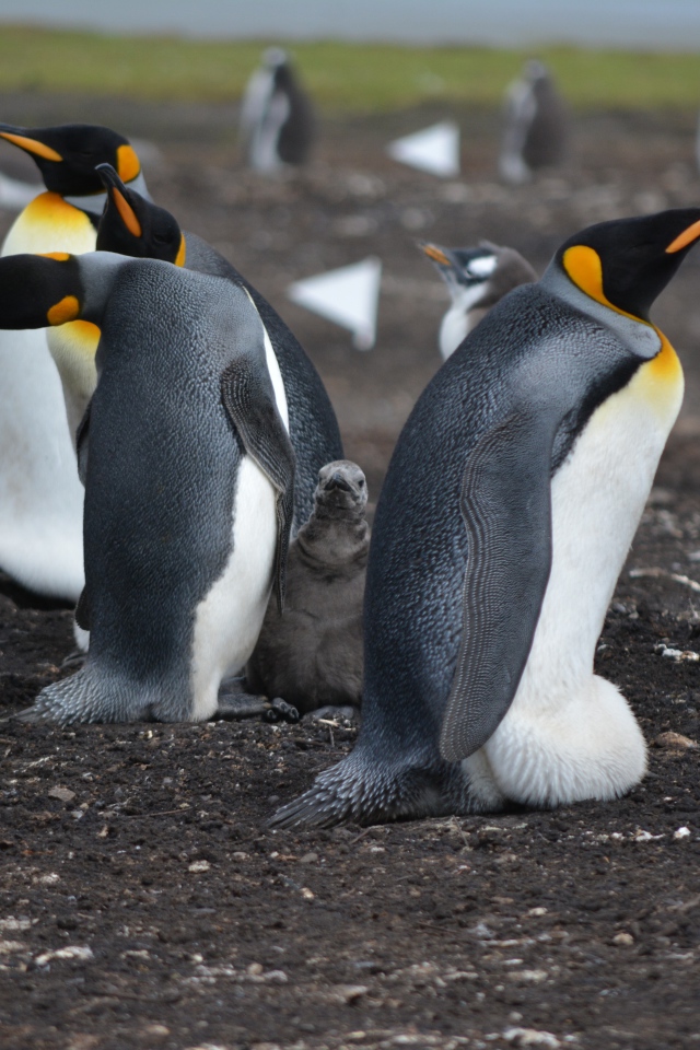 Стая пингвинов на земле 