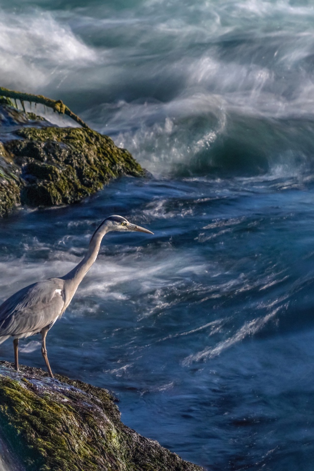 Серая цапля стоит на камне у моря