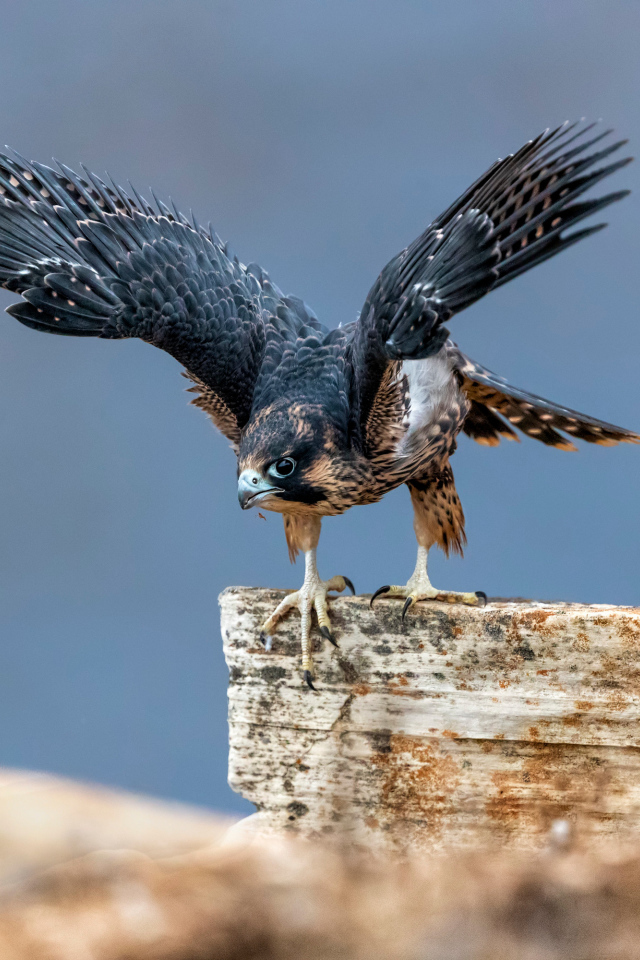 Большой сокол готовится к полету с камня 