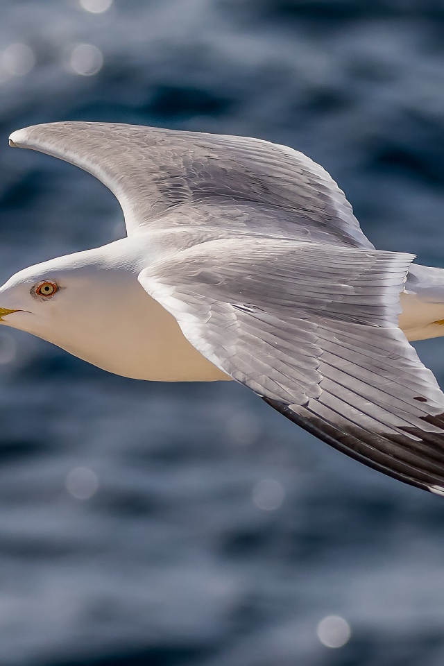 Большая серая чайка летит над водой