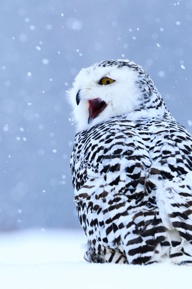 Большая сова с открытым клювом сидит на снегу