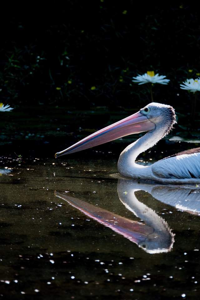 Большой пеликан плавает в пруду с белыми водяными лилиями