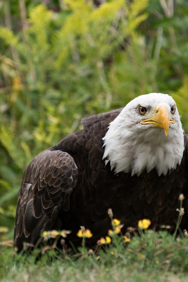 Большой хищный белоголовый орлан сидит в траве