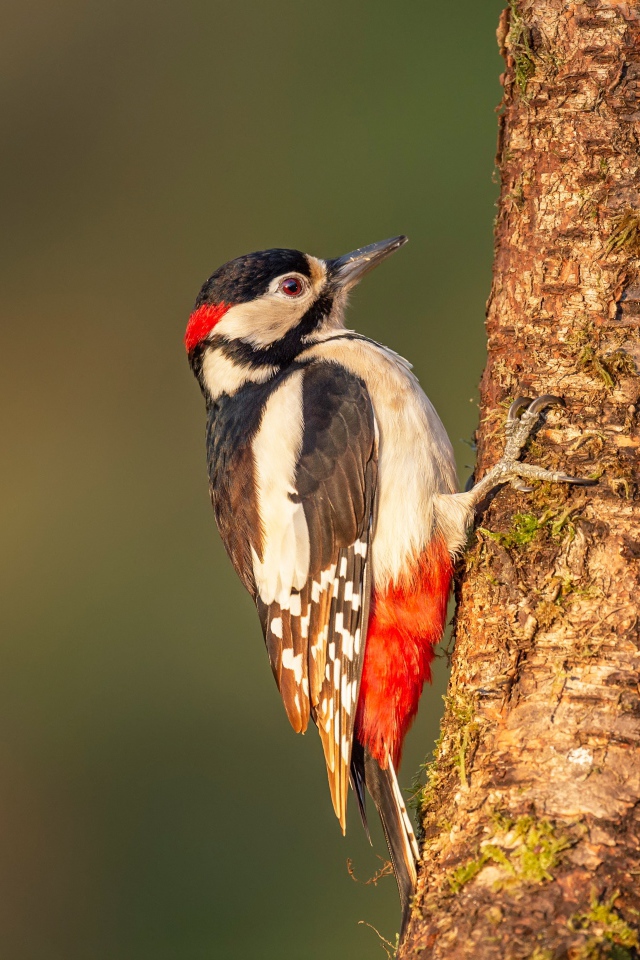 A large woodpecker sits on a moss-covered tree