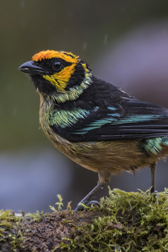 Маленькая птичка сидит на покрытой мхом ветке