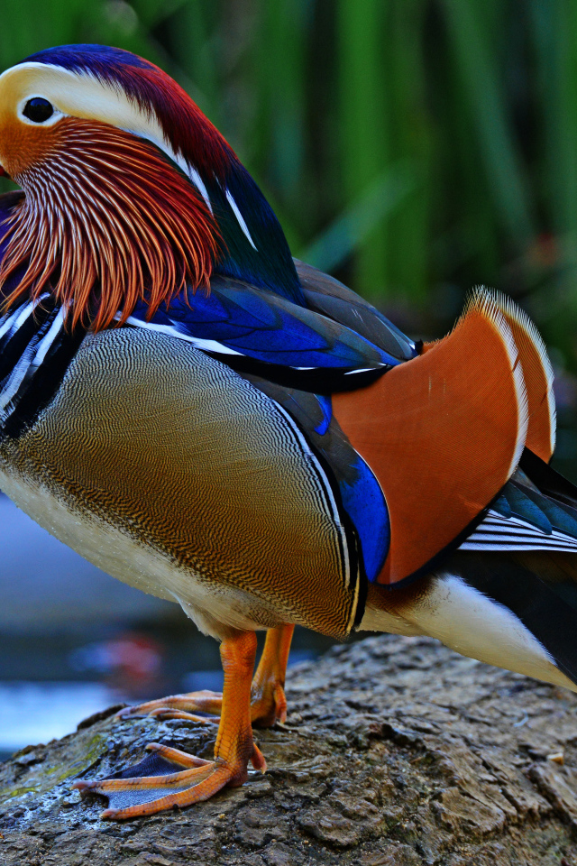 A multi-colored mandarin duck sits on the lake