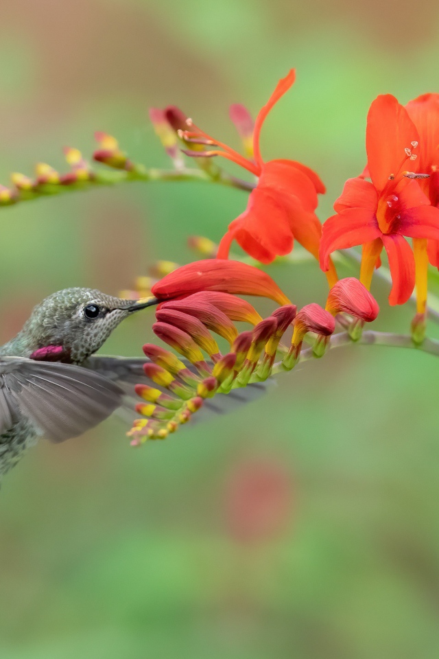 Крошечная птичка колибри пьет нектар из красного цветка