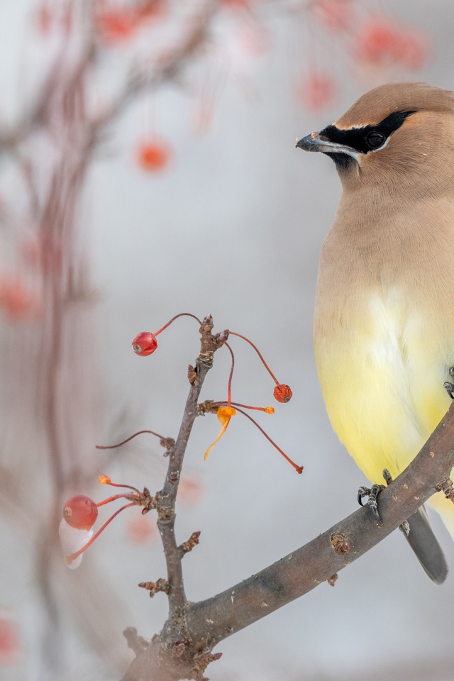Американский Свиристель сидит на ветке с красными ягодами