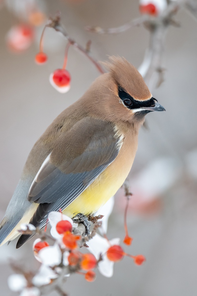 Американский свиристель на ветке дерева зимой