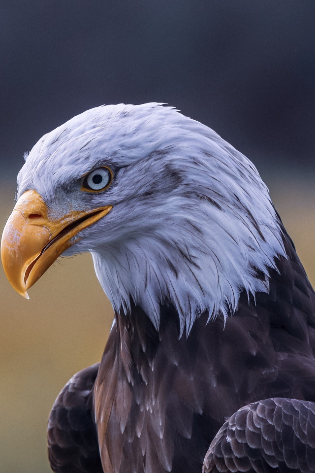 Голова белоголового орлана с острым желтым клювом