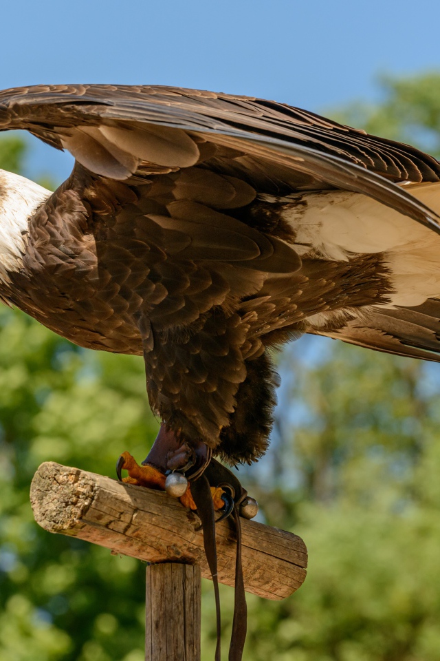 Белоголовый орлан расправил крылья