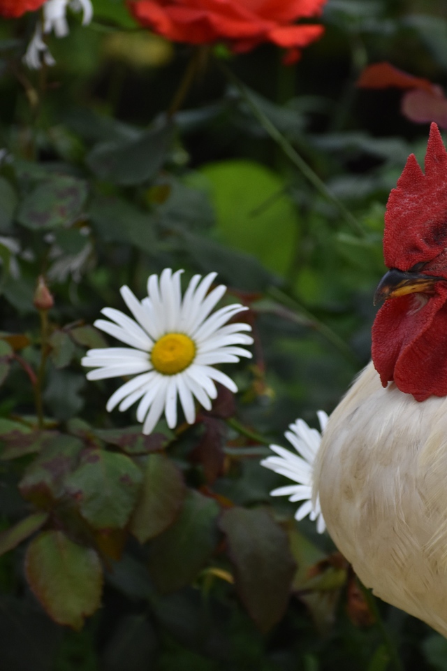 Красивый большой домашний петух на фоне роз