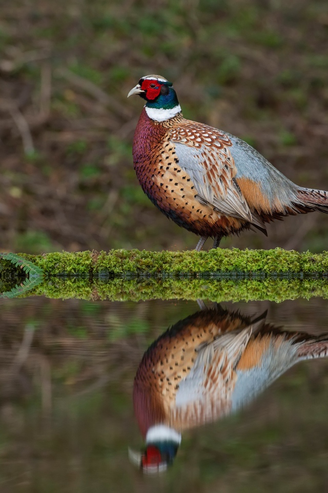 Красивый разноцветный фазан стоит у воды с подснежниками