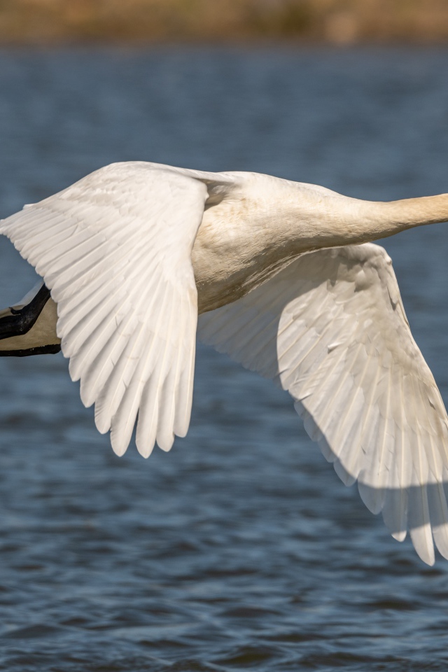 Красивый белый лебедь летит над озером