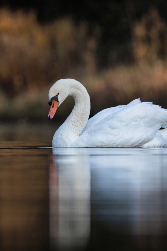 Красивый белый лебедь в спокойной воде озера 
