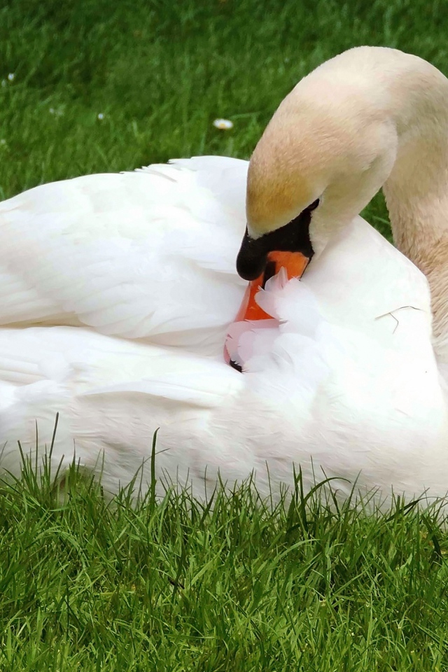 Красивый белый лебедь лежит на зеленой траве 