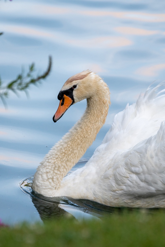 Красивый белый лебедь на берегу пруда 