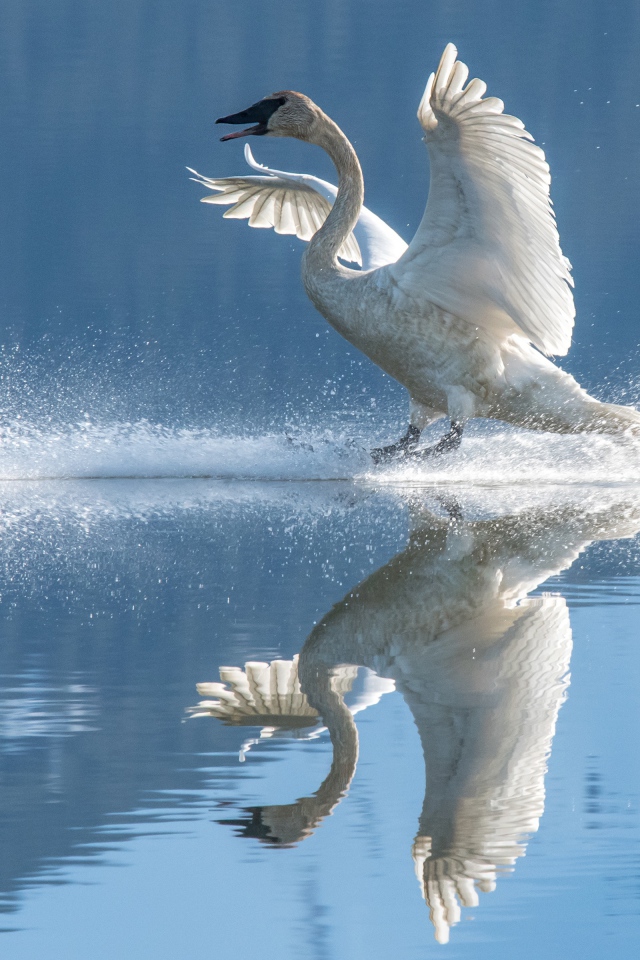 Красивый белый лебедь садится на воду