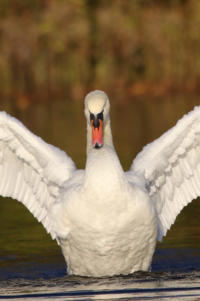 Красивый белый лебедь расправил крылья в пруду 