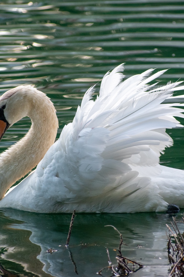 Красивый белый лебедь плавает в пруду 