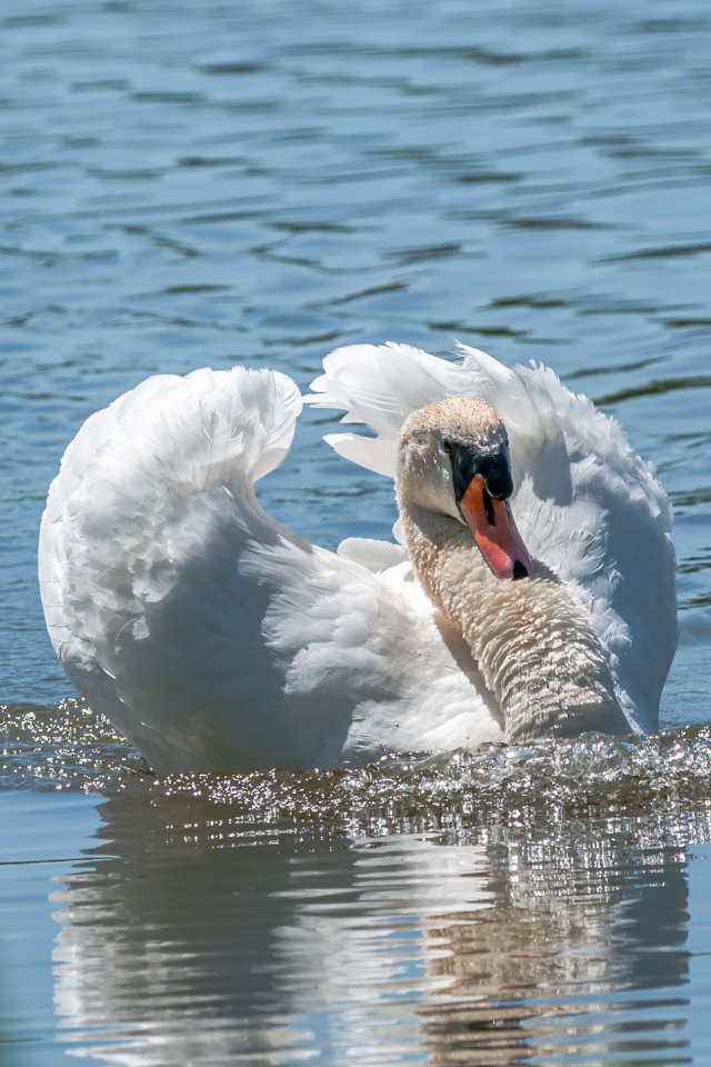 Красивый белый лебедь плавает в воде