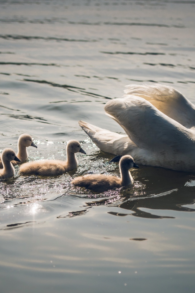 Красивый белый лебедь с птенцами в воде 