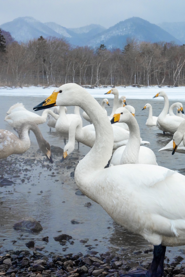 Красивые белые лебеди в зимнем озере в горах