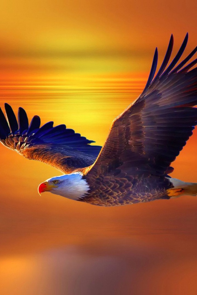 Большой белоголовый орлан в небе на закате 