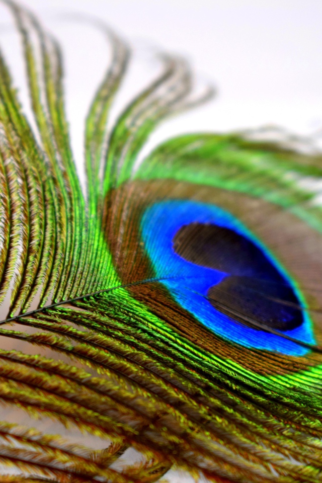 Большое красивое перо павлина крупным планом