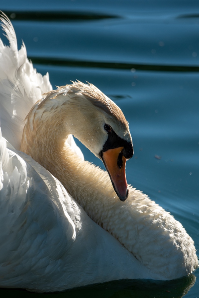Большой красивый белый лебедь в воде крупным планом