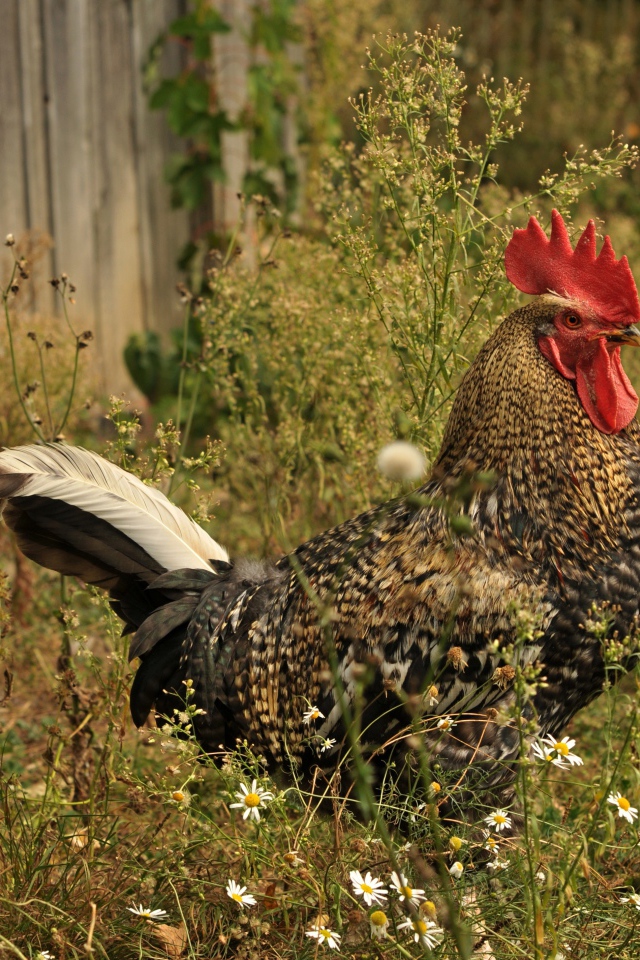 Большой коричневый петух у забора 