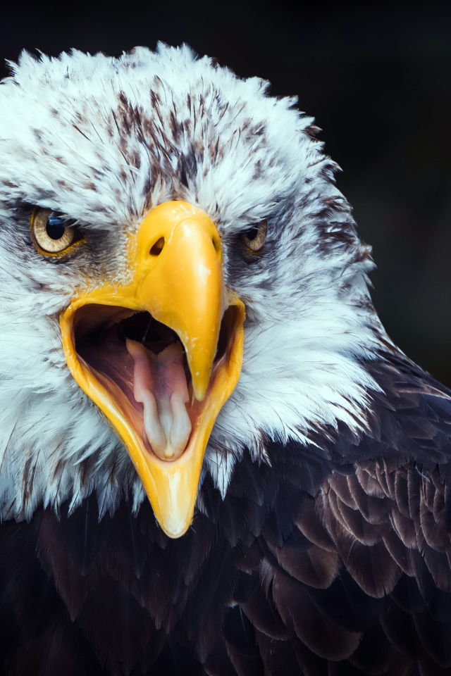 Большой орел открытым желтым клювом 