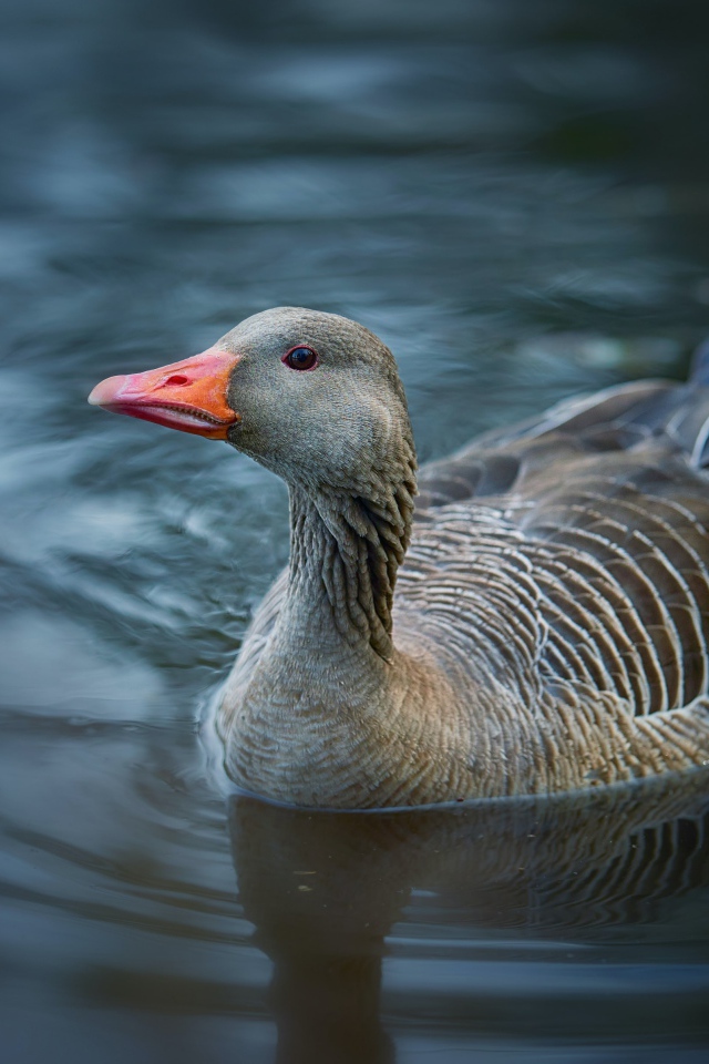 Большой серый гусь плавает в воде 